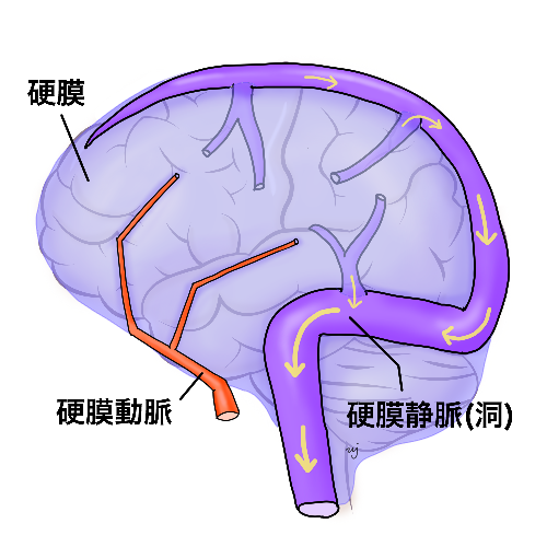 正常な硬膜